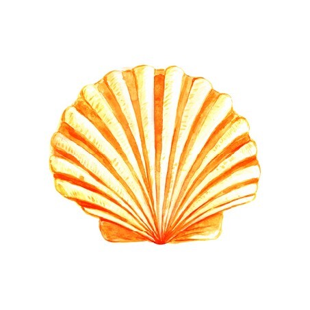 Seashell watercolor illustration